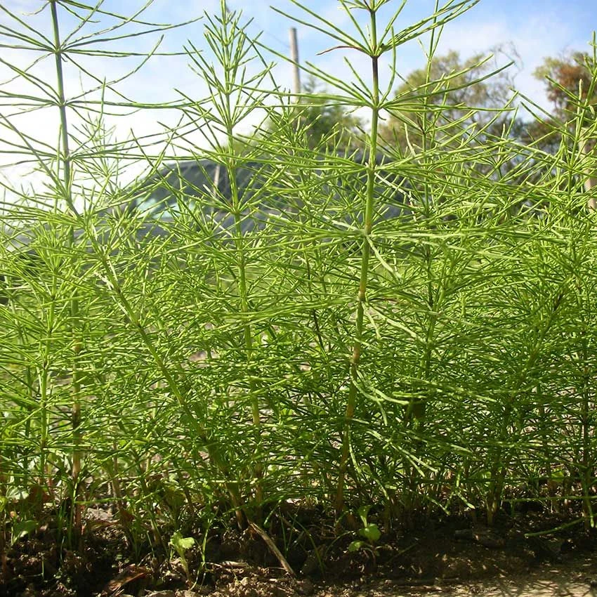 Kurtail Evo Horsetail Killer & K Plus Bundle - Image 3