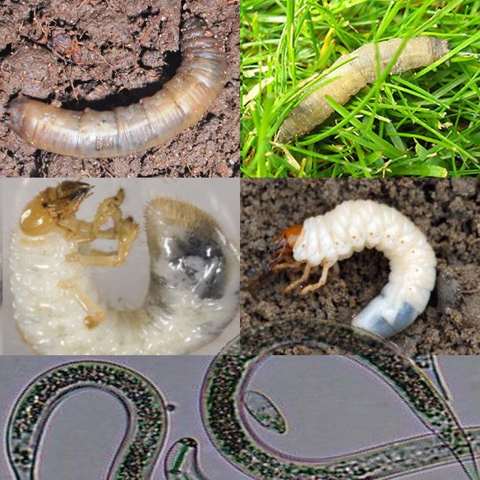 Leatherjacket & Chafer Grub Control With Nematodes β E-Learning