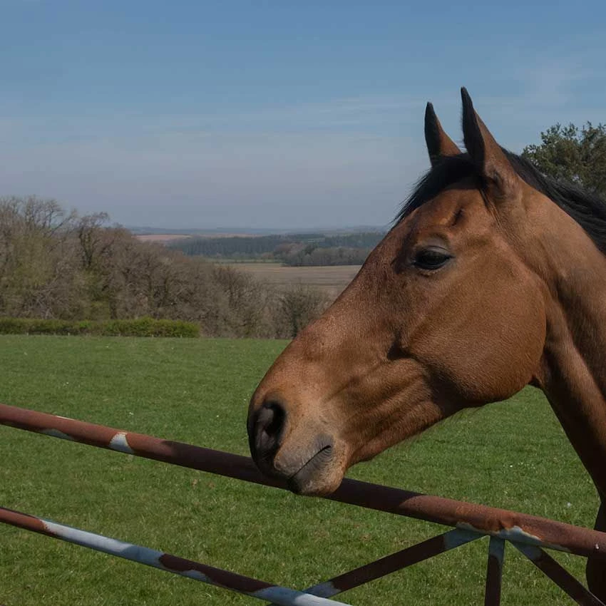 A1 Equine - Horse & Pony (without Rye) + Herbs 14 Kg - Image 2